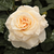 Sárga - Teahibrid rózsa - Comtessa®
